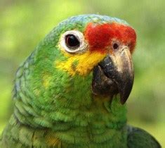 What Wildlife Will You Spot at a Nicaragua Jungle Hotel? - Pacaya Lodge & Spa