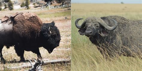 Bison Vs Buffalo: 6 Key Differences Between These Mammals