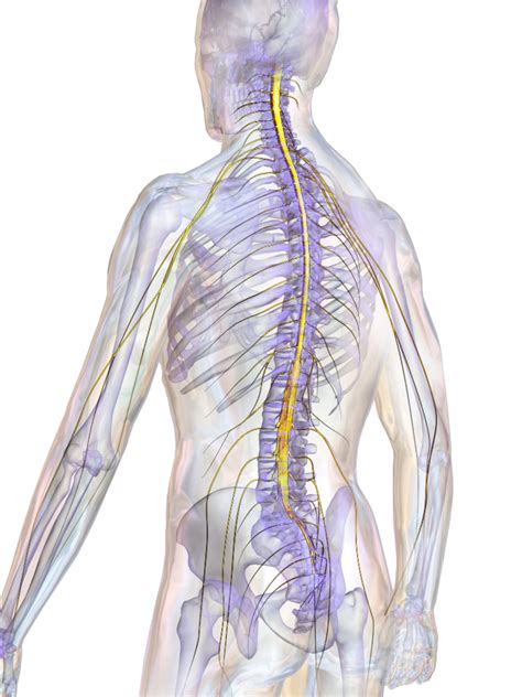 Intrathecal pain pumps - how to maintain them - Southern Pain and Neurological