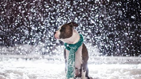 🔥 [49+] Puppies in Snow Wallpapers | WallpaperSafari