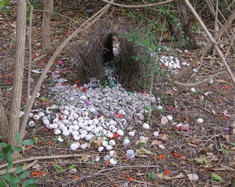 22 best images about Bowerbird's Nest on Pinterest | Satin, Birds and Animals