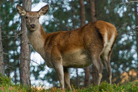 500px / Beautiful red deer - female by Jørn Allan Pedersen | Red deer, Deer, Animals