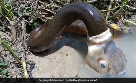 Fish Swallows Eel In Bizarre Video - But There's More To It Than Meets The Eye