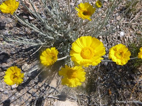 Desert Survivor: Mojave Desert Spring Wildflowers