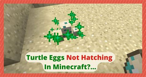 3 Things To Do If Turtle Eggs Not Hatching In Minecraft - The Best T ...