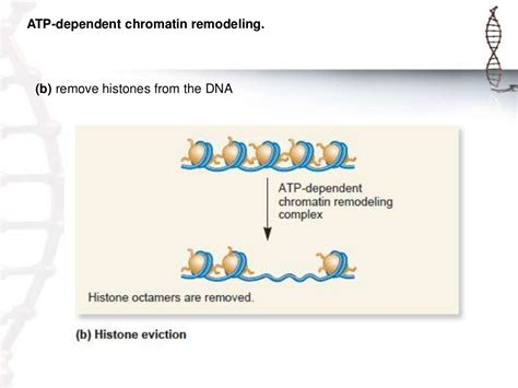 Chromatin remodeling