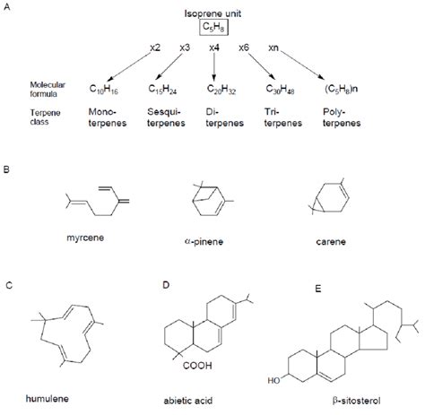 Terpene: classification A) and examples of monoterpenes B),... | Download Scientific Diagram