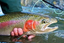 Wisconsin Trout Fishing - Rainbow, Brown, Brook & Lake Trout Fishing - Fly Fishing