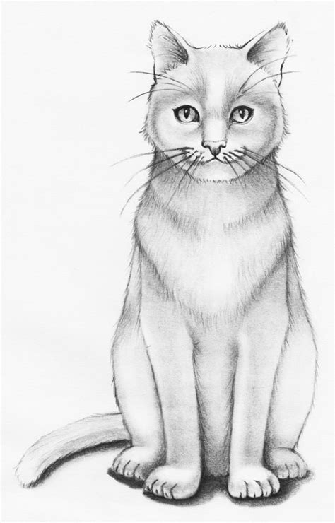 12+ How To Draw A Simple Cat Silhouette - Saba Wallpaper