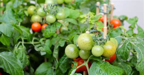 6 Plants That Look Like Tomato Plants - ProGardenTips