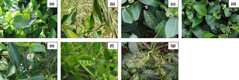 Identification of tea foliar diseases and pest damage under practical ...