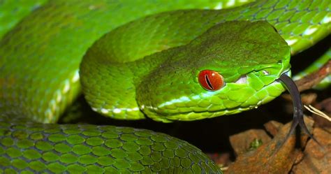 Chinese Green Tree Viper [Viridovipera stejnegeri stejnege… | Flickr