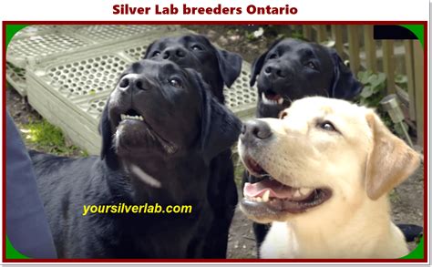 Silver Lab Breeders Ontario [Top 5 Breeders 2022] | Silver Lab Sale