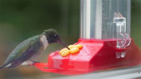 Slow motion of a hummingbird eating nectar from feeder Stock Video ...