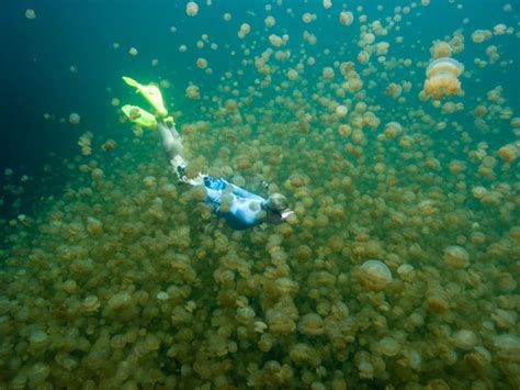 Palau islands // Jellyfish lake | Lake, Palau islands, Palau