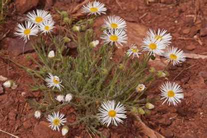 Managing Fleabane Plants - Learn About Fleabane Control Methods | Gardening Know How