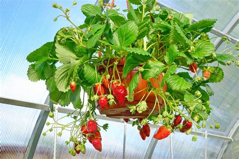 How To Plant Strawberries In A Hanging Pot at Robert Yang blog