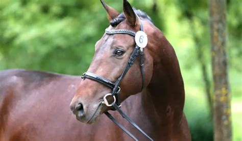 What Is A Gaited Horse? + 7 Popular Gaited Breeds - Helpful Horse Hints