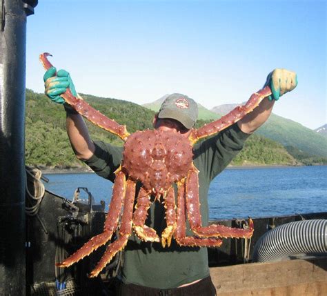 15 Things Alaskans Do Better Than Anyone Else | King crab legs, King ...