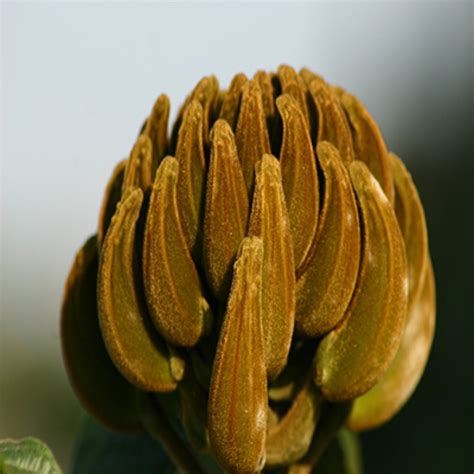 African tulip tree – Invasive Species South Africa