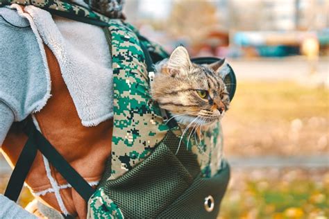 Cat Carrier Backpack Reviews | IUCN Water