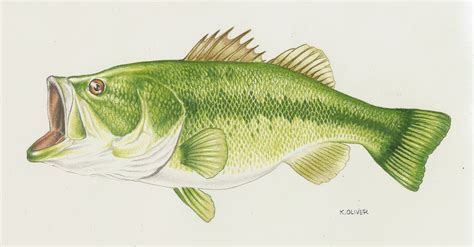 Largemouth Bass Drawing Color | Wallpapers Gallery