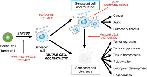 To clear, or not to clear (senescent cells)? That is the question ...