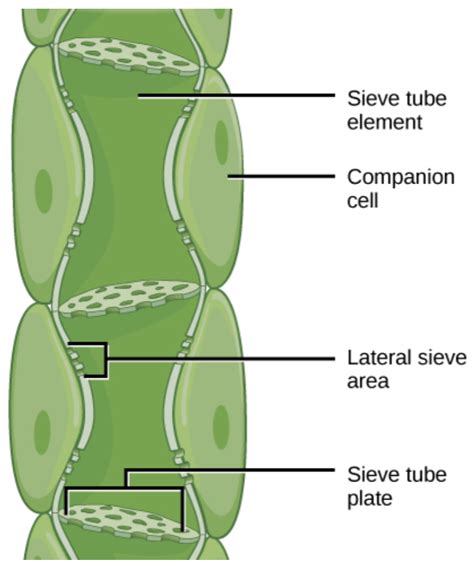 Sieve tubes are the constituent ofA) WoodB) Vascular CambiumC) PhellemD) Bast