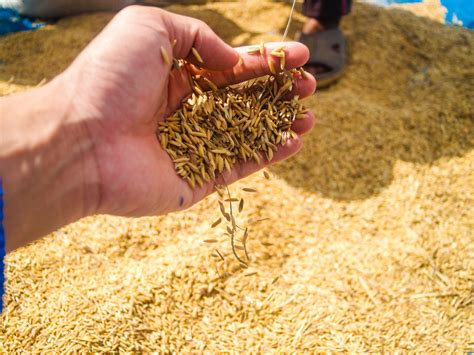 Jasmine Rice Seed In Farmer Hand Free Stock Photo - Public Domain Pictures