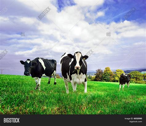 Friesian/Holstein Image & Photo (Free Trial) | Bigstock