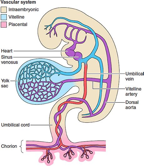 Frontiers | Development of the Human Placenta and Fetal Heart: Synergic ...