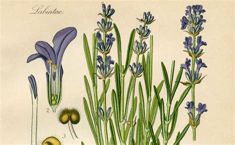 Vintage European Lavender Botanical Print! - The Graphics Fairy