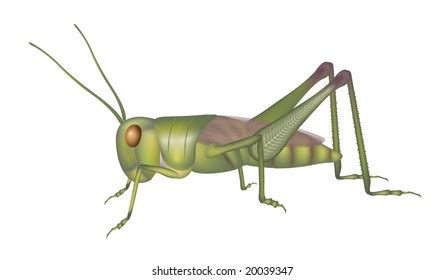 High Detailed Illustration Grasshopper Isolated On Stock Illustration 20039347