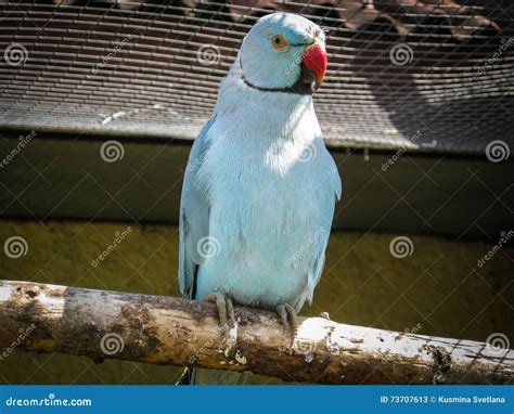 Parrots in the Russian Zoo. Stock Image - Image of skin, psittacinae: 73707613