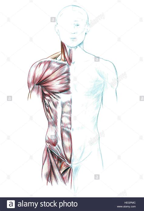 Human Chest Drawing at GetDrawings | Free download