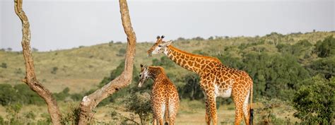 5 Days Uganda Wildlife Safari - Gorilla Trekking & Wildlife Tour