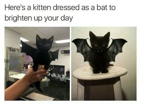 Because I am Bat Cat - Meme Guy