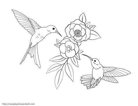 Free Hummingbird Coloring Pages For Kids