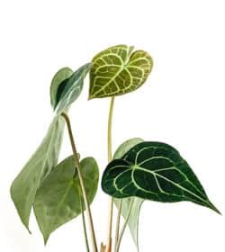 Water Like a Pro: An Essential Guide to Anthurium Watering