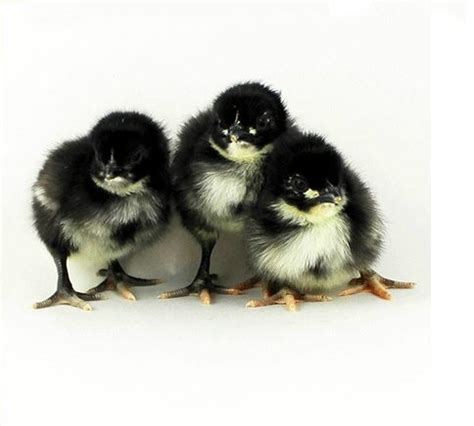 Find Different Kinds Of Cute Black Baby Chickens With Pictures