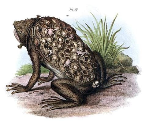 Suriname toad with eggs embedded in the skin of the back and juveniles ...