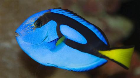 Blue Tang Or Flagtail Surgeonfish 3840x2400 : Wallpapers13.com