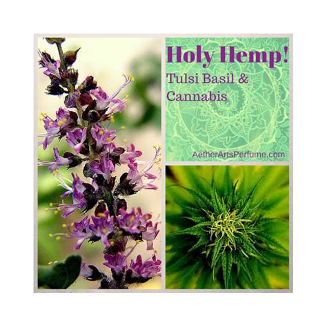 Cannabis Perfume Samples Marijuana Perfume Hemp Perfume Pot Perfume Reefer Madness Holy Hemp ...