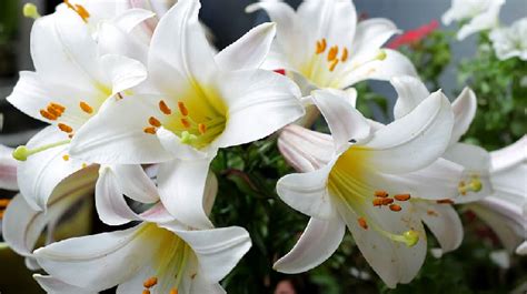 White Tiger Lily Flower Meaning | Best Flower Site