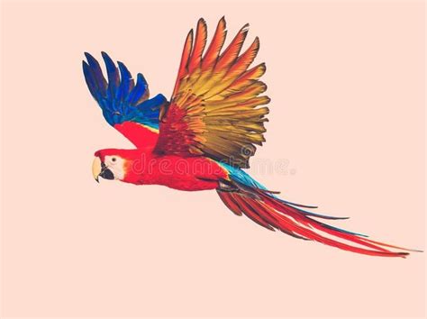 Colourful flying parrot stock photo. Image of caribbean - 47984928 | Bird drawings, Parrot ...