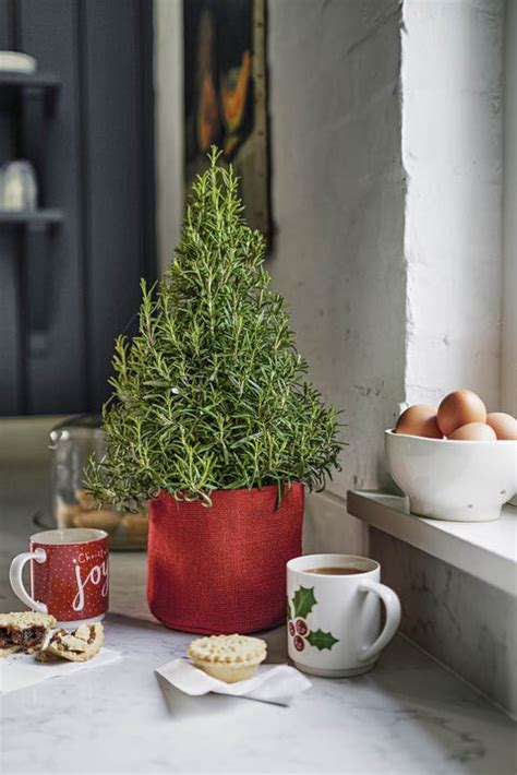 Waitrose Sells Mini Rosemary Christmas Trees To Eat and Decorate