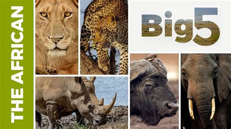 What Is The Big 5 Animals: Majestic Wildlife Of Africa