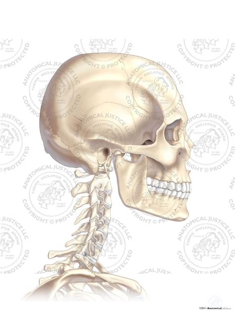 Anatomy Of The Skull And Neck