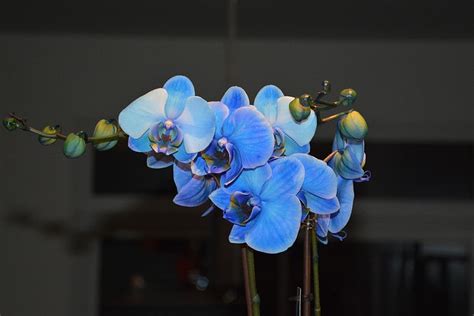 Orchid blue 1080P, 2K, 4K, 5K HD wallpapers free download | Wallpaper Flare