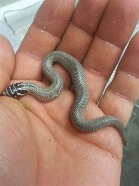 Pin von Katy Finch auf Western Hognoses | Natur tiere, Natur, Tiere